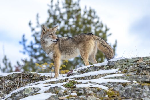 A Coyote searches for a meal in the snowy mountains of Montana.