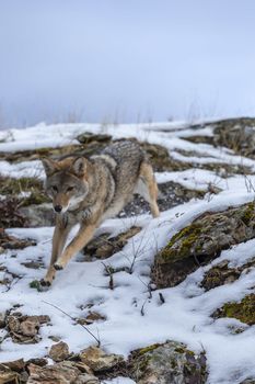 A Coyote searches for a meal in the snowy mountains of Montana.