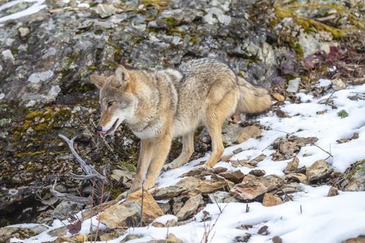 A Coyote searches for a meal in the snowy mountains of Montana.