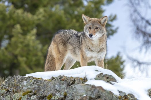 A Coyote searches for a meal in the snowy mountains of Montana.