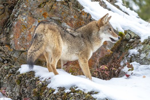 A Coyote searches for a meal in the snowy mountains of Montana.