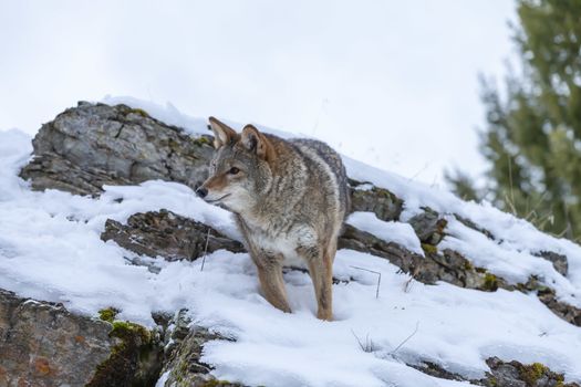 A Coyote searches for a meal in the snowy mountains of Montana.