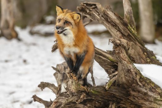 A Red Fox hunting for pray in a snowy environment