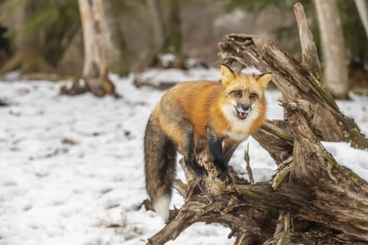 A Red Fox hunting for pray in a snowy environment