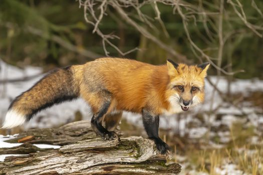 A Red Fox hunting for pray in a snowy environment