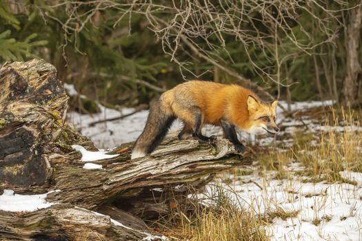 A Red Fox hunting for pray in a snowy environment