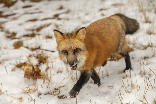 A Red Fox hunting for pray in a snowy environment