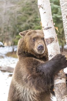 A Grizzly Bear enjoys the winter weather in Montana