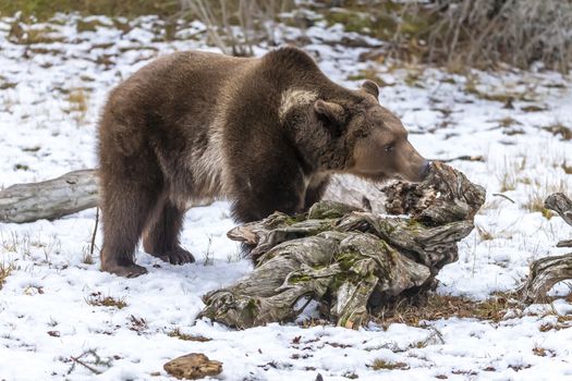 A Grizzly Bear enjoys the winter weather in Montana