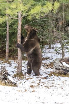 A Grizzly Bear enjoys the winter weather in Montana