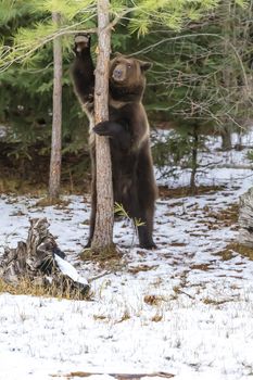 A Grizzly Bear enjoys the winter weather in Montana