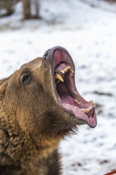 A Grizzly Bear enjoys the winter weather in Montana