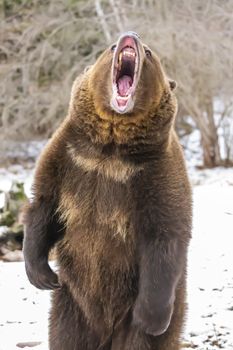 A Grizzly Bear enjoys the winter weather in Montana