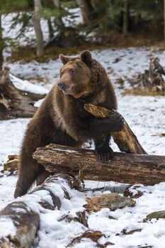 A Grizzly Bear enjoys the winter weather in Montana