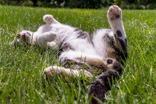 A beautiful family house cat pauses for a portrait in an outdoor environment