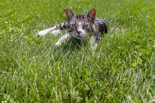 A beautiful family house cat pauses for a portrait in an outdoor environment