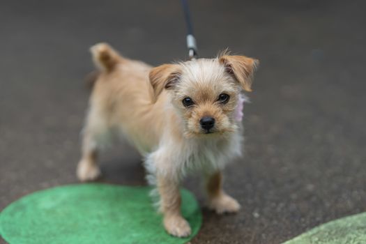 A beautiful young puppy pauses for a portrait in an outdoor environment