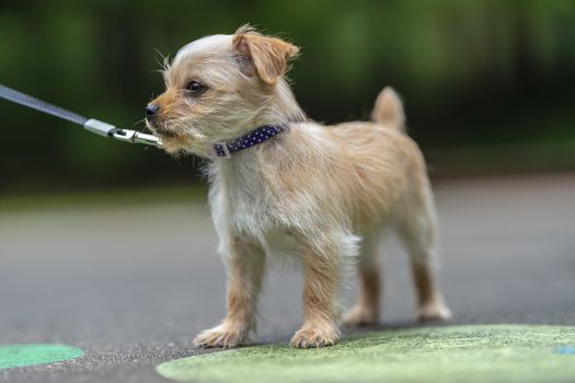 A beautiful young puppy pauses for a portrait in an outdoor environment