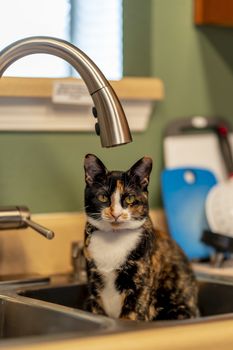 A beautiful family house cat pauses for a portrait while sitting in a sick in a home environment