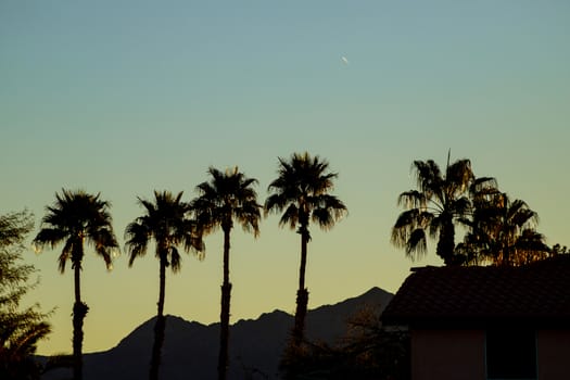 Arizona sunset in summer, warm tones with palm trees in silhouette