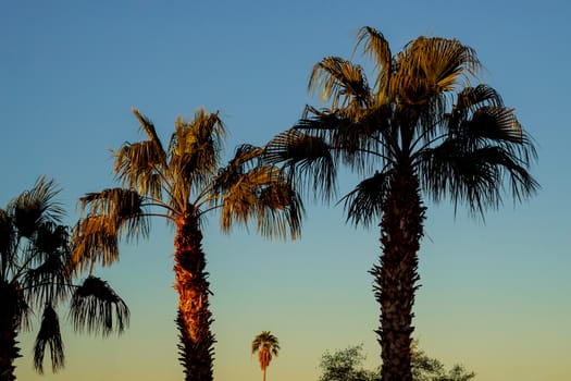 A group of palm trees with sunset in Arizona