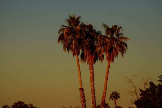 Arizona sunset with group of palm trees silhouettes