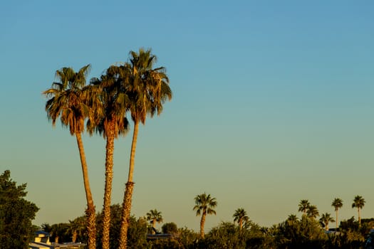 Landscape scenic arizona plams palm tree silhouetted against a brilliant Arizona sunset.
