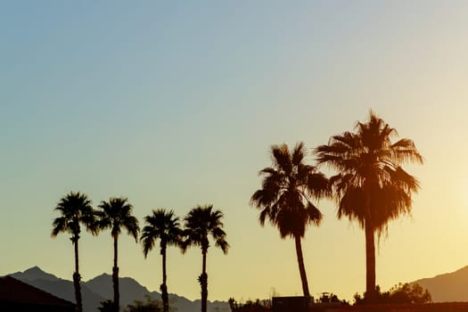 Mountains and palm trees in silhouette in the distance Arizona beautiful sunset