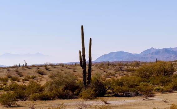Tucson Arizona desert in Saguaro Cactuses in the semi desert landscape of Mountain Regional Park