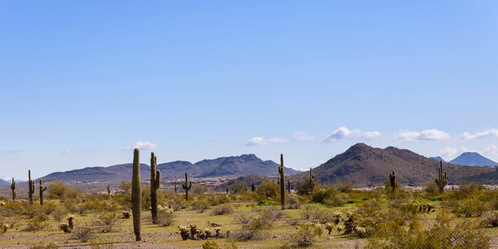 Landscape of the desert, cactus and mountains in Phoenix, Arizona