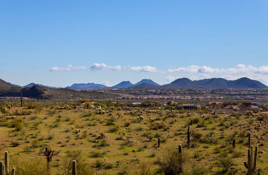 Landscape of the desert cactus and mountains city of panorama Phoenix, Arizona