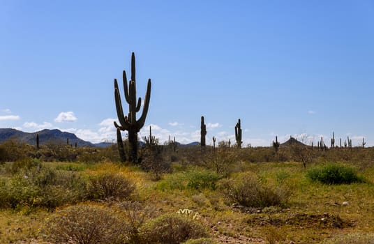 A large, cactus out in a filled with cactus in the desert mountains Arizona desert shines