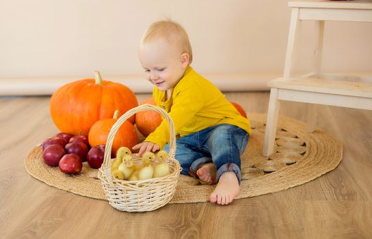 A little boy sits among pumpkins with a basket of ducklings.