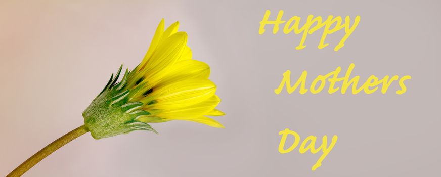 Yellow daisy flower bright greeting card for mothers day