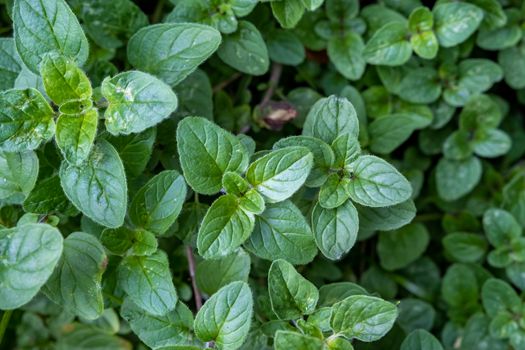 The green leaves of an oregano plant in an herb garden are seen from above.
