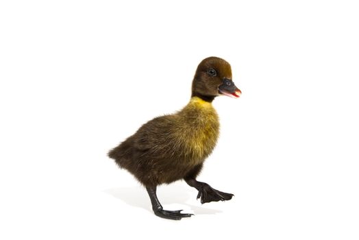 NewBorn little Cute brown or black duckling isolated on white