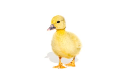 NewBorn little Cute yellow duckling isolated on white