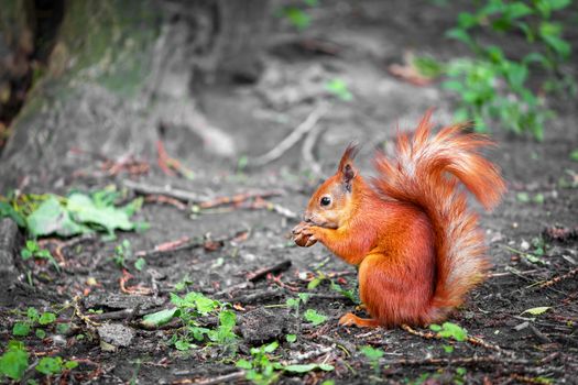 Cute red wild squirrel eating a walnut in the park. Close-up view