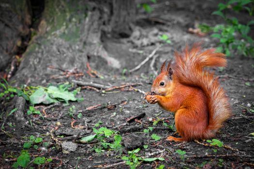 Cute red wild squirrel eating a walnut in the park. Close-up view