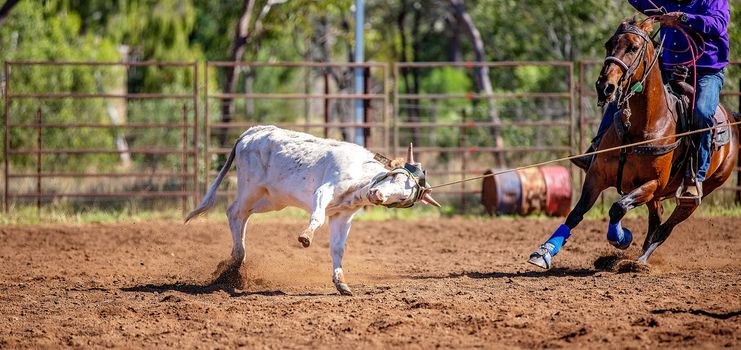 Calf being lassoed in a team calf roping event by cowboys at a country rodeo