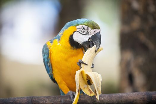 Blue and yellow Macaw eating banana; Boracay; Philippines