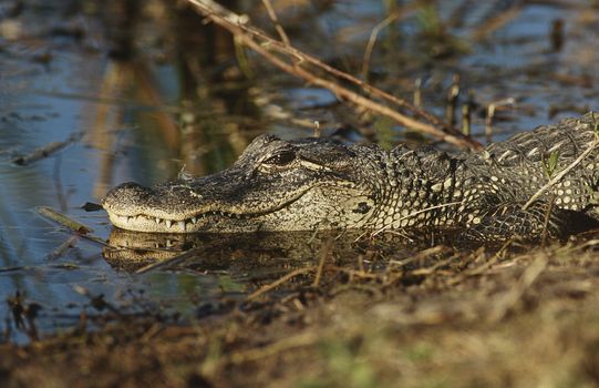 Alligator (Alligator mississippiensis) in swamp