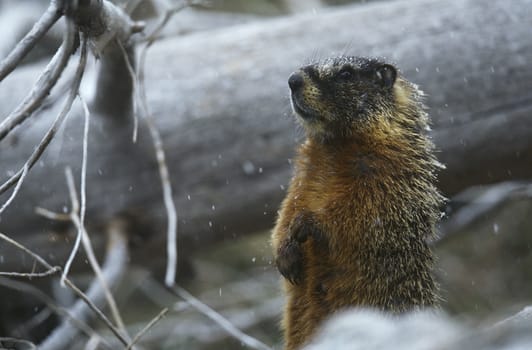 Yellow-bellied Marmot standing on hind legs by fallen tree trunk