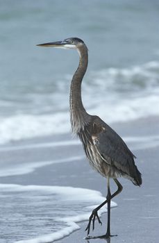 USA, Florida, Sanibel Island, Great Blue Heron on beach, side view