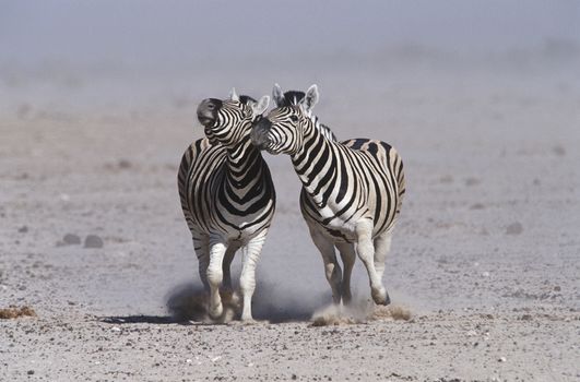 Namibia, Etosha Pan, two Burchell's Zebras running side by side
