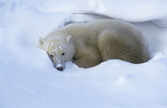 Canada, Churchill, Polar Bear lying in snow