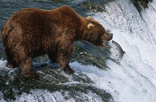 USA, Alaska, Katmai National Park, Brown Bear catching Salmon in river, side view