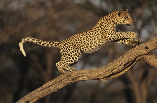 Leopard on Branch