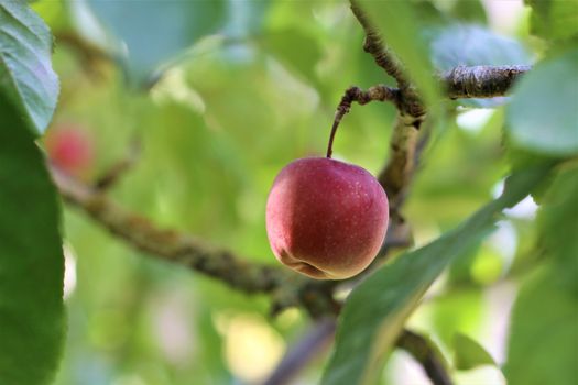 A single red apple in an appletree with branches and green leaves around it