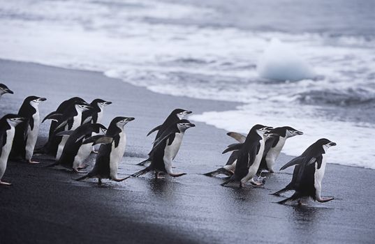 Chinstrap Penguins (Pygoscelis antarcticus) colony walking into sea